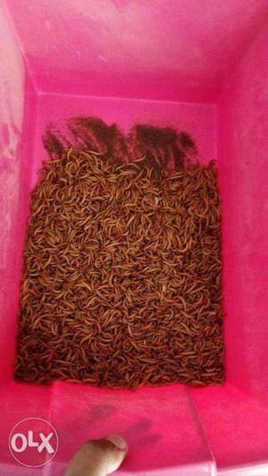 Worms in wholesale prices