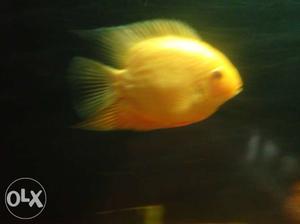 Yellow Severum Fish Big Size
