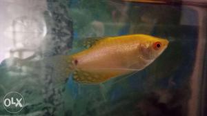 1 Golden gaurami fish