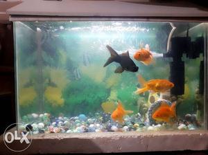 1 and half ft. fish tank for sale. with filter,