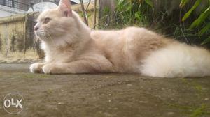 1 year male pure Persian cat gold coloured