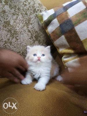 100% best quality Persian kitten for sale cash on