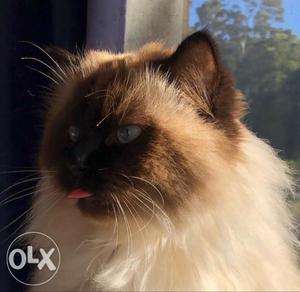 1and half year old male himalayan cat in just