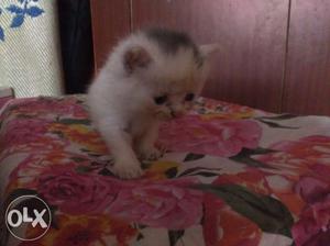1month original Persian kitten male