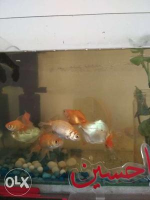 2 gold fish 2 dollar want to sell