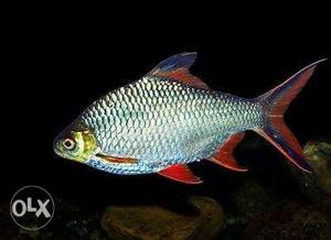 2 tinfoil Barb n 2 Cichlid Fish very active