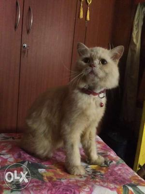 2years Persian cat male.if you like send ur