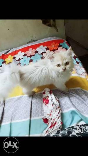 3 Month Old White And Cream Pure Persian Male