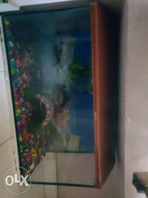 3 feet big fish tank