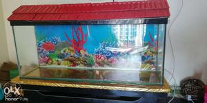 3ft FishTank with oxygen and filter
