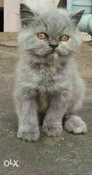 3month old female gray Persian argent sell