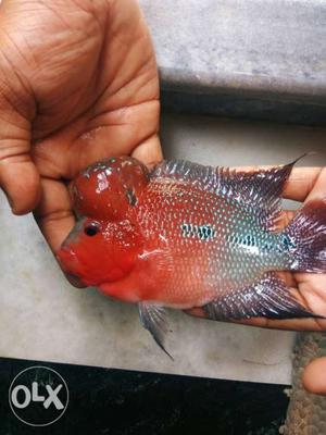 4.5 inch Flowerhorn for sale.