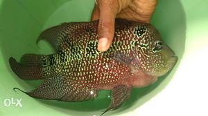 6 inches magma fish fertile male