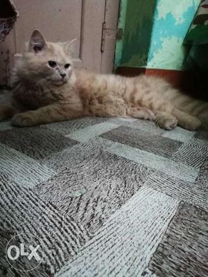 6 munth age Brown Persian Cat 