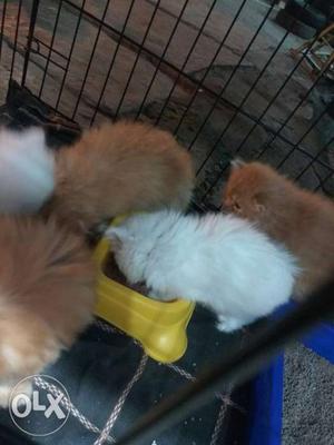 Adorable Persian kittens availible