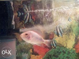 Albino flowerhorn fish for sale