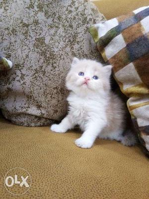 All colour long fure blue eyes white Persian