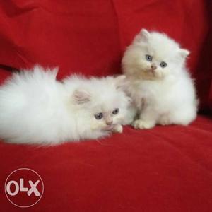 All colour pure persian breed available for sell