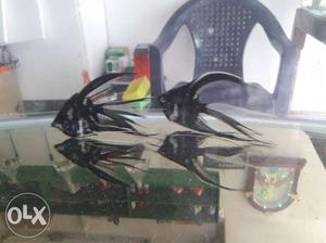 Angel fish pair 120 rupess