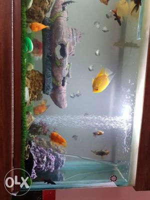 Aquarium decoration accessories for sell only accessories