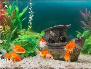 Aquarium fishes for sale