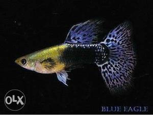 BLUE Eagl e GUPPY Fish 150rs for each