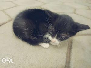BOMBAY BLACK KITTEN cat for sale contact: o