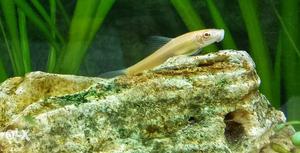 Beautiful Algae Eater, 2 inch. Keeps Aquarium Clean for you