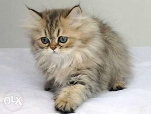 Beautiful Cat And Kittens Persian Full traind