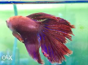 Beautiful betta at Rs 150. Natural colour and