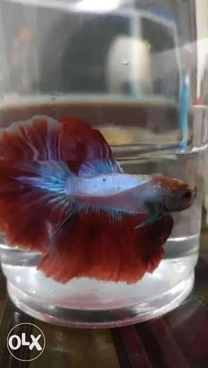 Betta Fish For Sale at Reasonable Price
