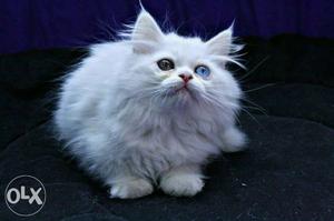 Beutiful odd eyes Persian cat ready to play with you
