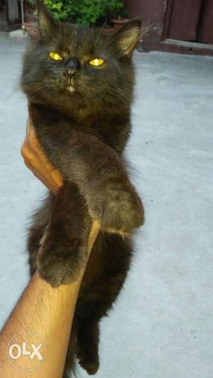 Black pure Persian male cat for sale..urjent sale