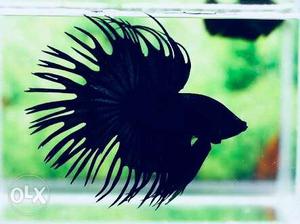 Black show quality crown tail betta new arrivals