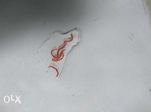 Blood worm for betta fish