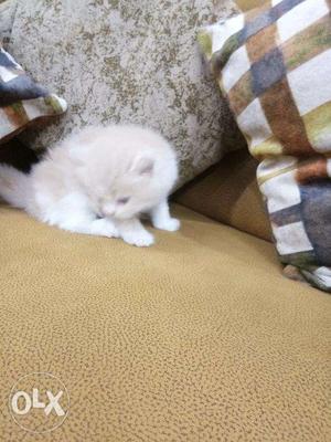 Blue eye white Persian kitten for sale cash on
