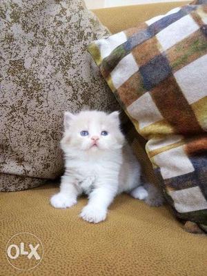 Blue eyes Persian kitten for available cash on