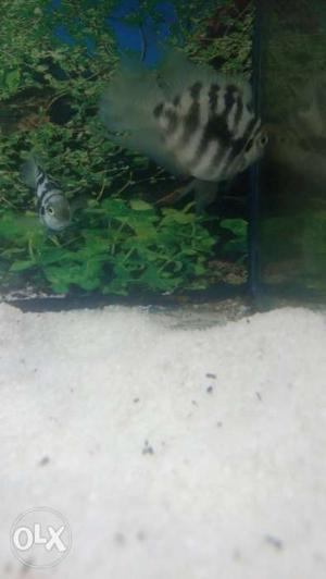 Breeding pair convict cichlid fr video with