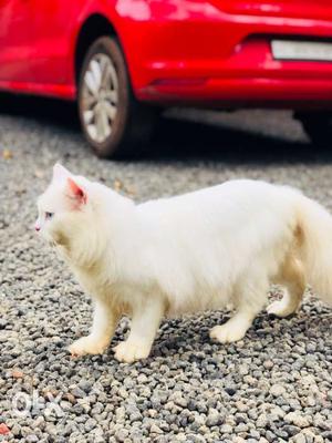 British long hair persian cat male