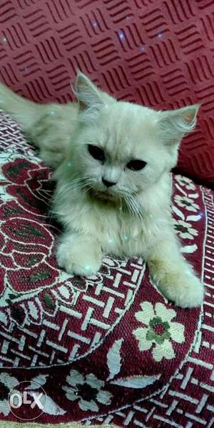 Brown Persian cat female 1 year old for sale
