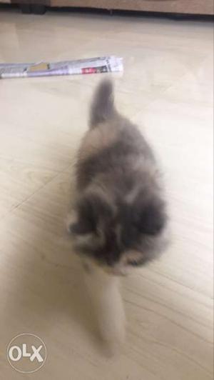 Calico bicolour persian kittens available for