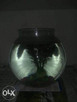 Complete fish bowl with betta fish (fighterfish)