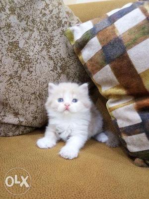 Doll face blue eyes white Persian kitten for sale