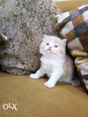 Doll face blue eyes white Persian kitten for sale