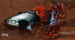 Dumbo ear mosaic guppy pairs available