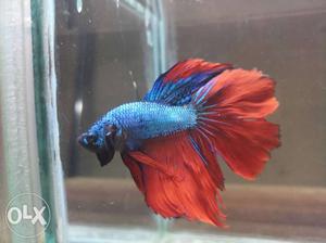 Exotic Betta Show Quality
