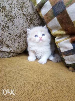Extreme Punch face Persian kitten for sale cash