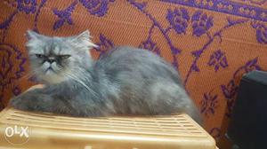 Extreme punch Gray Female Cat