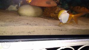 Fish aquarium sand 100rs kg