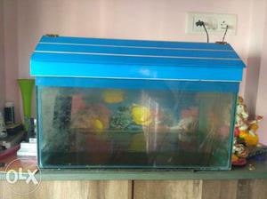 Fish tank along with oxygen and flower horn